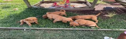Golden Retriever dogs for sale: Rosy - Ad 5