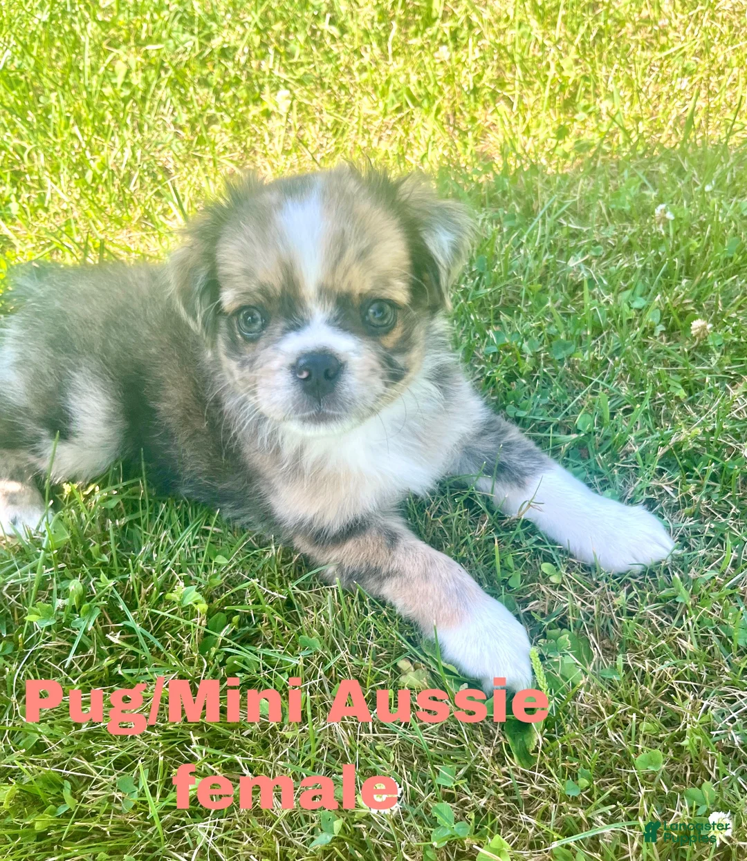 Mixed Breed dogs for sale: Molly - Ad 7