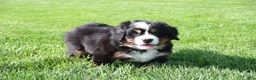 Bernese Mountain Dog dogs for sale: Daisy - Ad 5