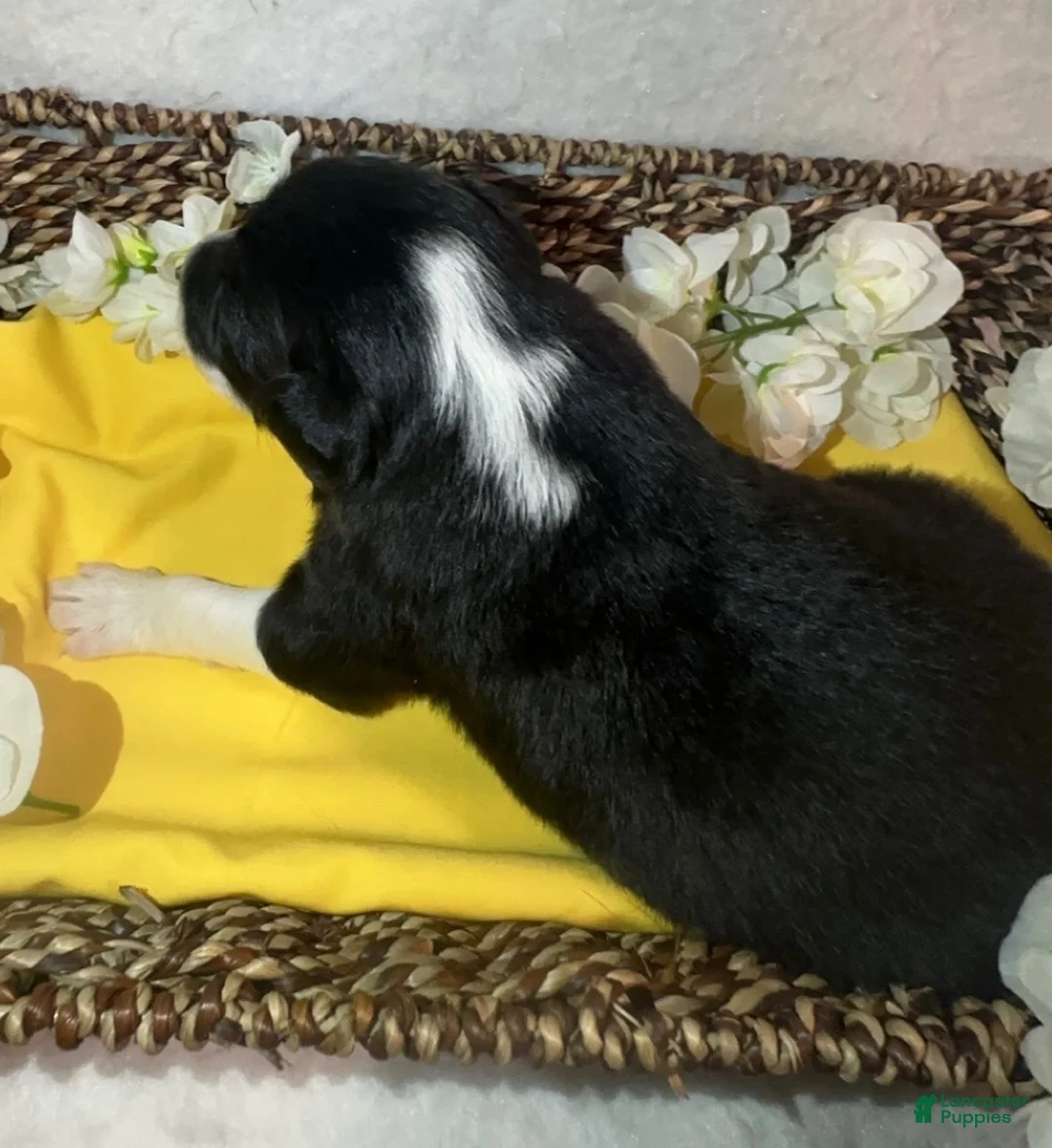 Border Collie dogs for sale: Thunder - Ad 1