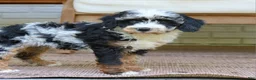 Bernedoodle dogs for sale: Emma  - Ad 3
