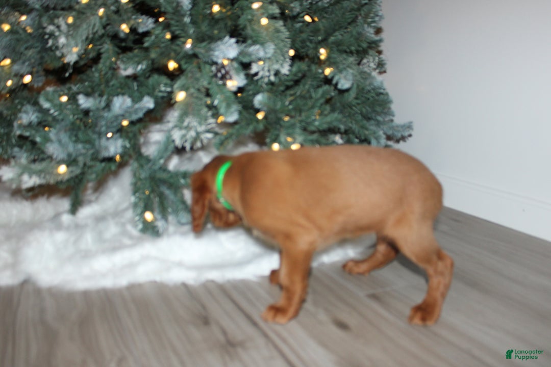 Mixed Breed dogs for sale: gretchen - Ad 3