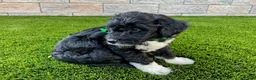 Sheltiedoodle dogs for sale: Marci - Ad 3