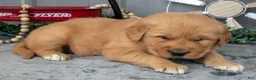 Golden Retriever dogs for sale: Connon - Ad 2