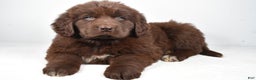 Newfoundland dogs for sale: Luna - Ad 2