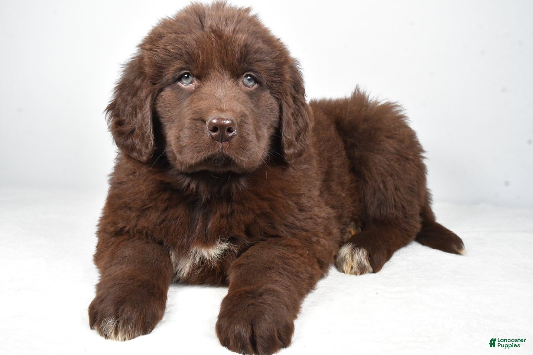 Newfoundland dogs for sale: Luna - Ad 2