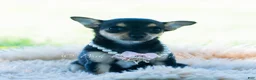 Chihuahua dogs for sale: Permedia - Ad 7