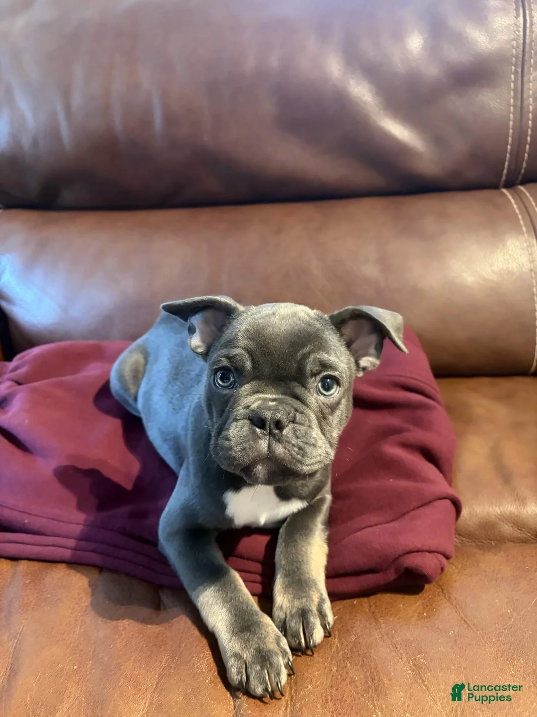 French Bulldog dogs for sale: French Bulldog 4 - Ad 1