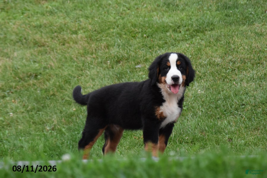 Bernese Mountain Dog dogs Eli - Ad 1