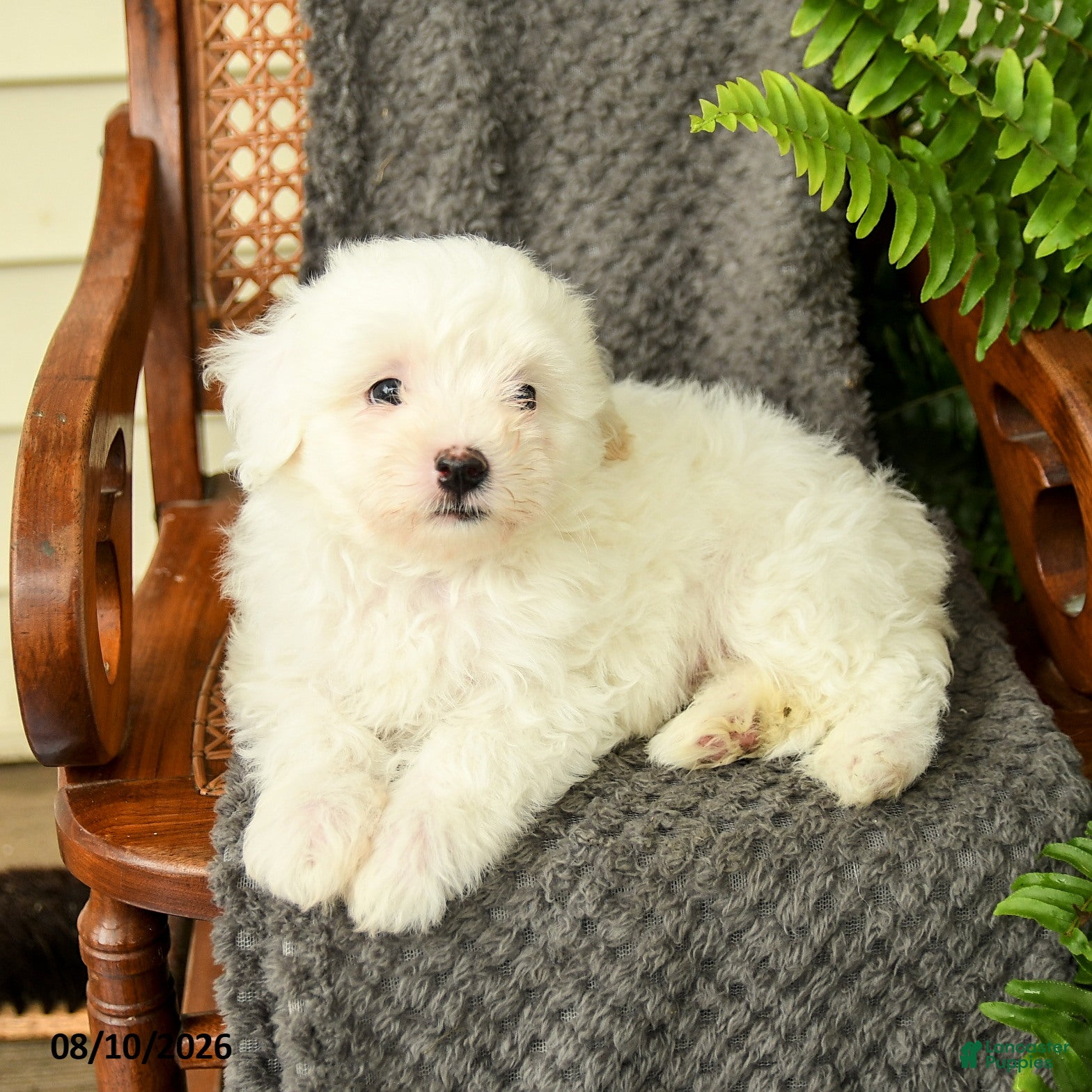 Maltipoo dogs Forrest - Ad 2