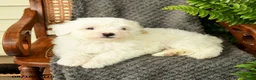 Maltipoo dogs for sale: Forrest - Ad 2
