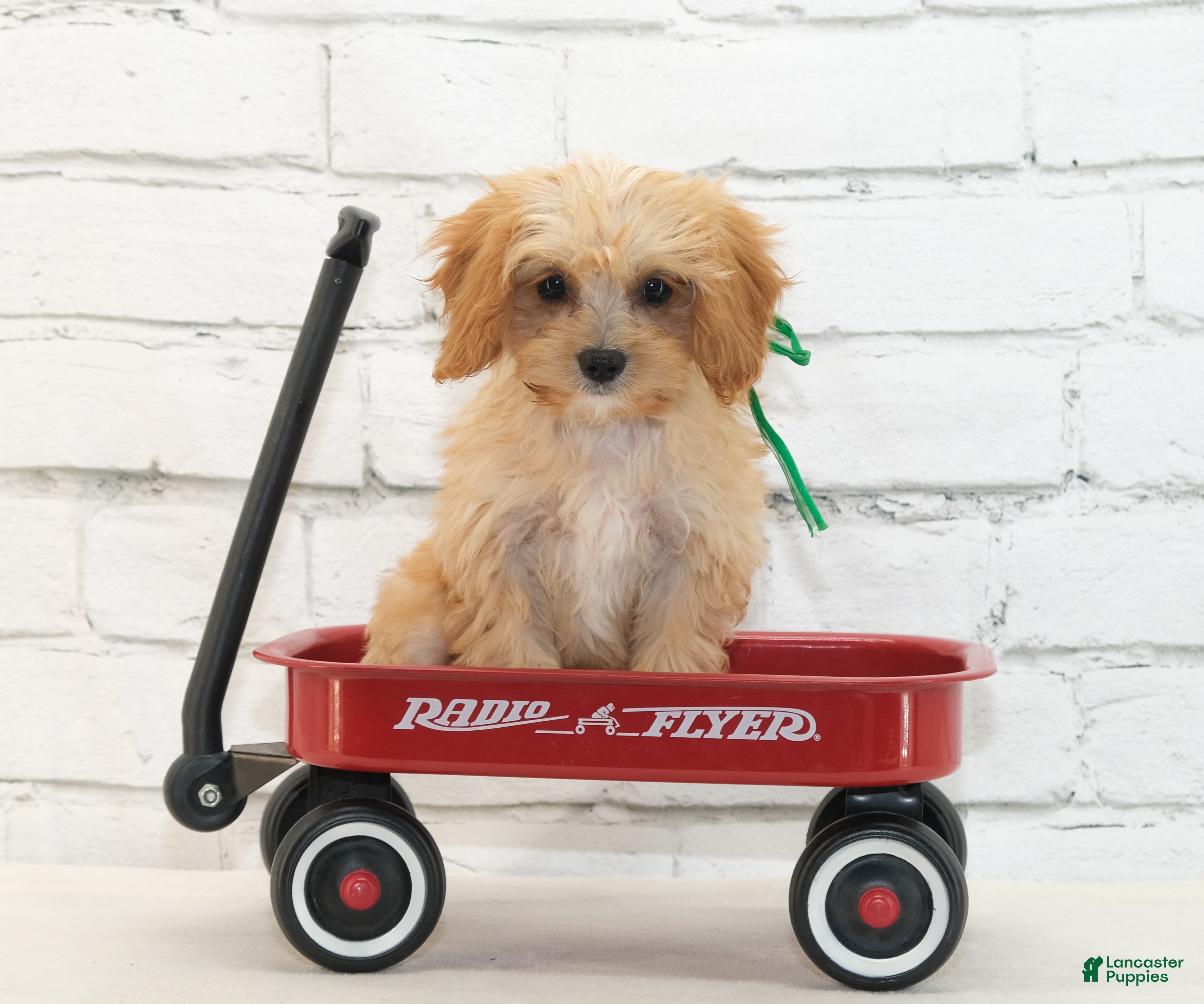 Cavapoo dogs Teddy - Ad 1