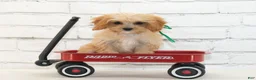 Cavapoo dogs for sale: Teddy - Ad 1