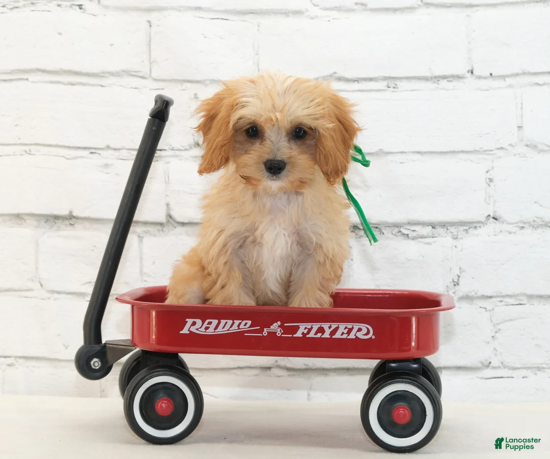 Cavapoo dogs for sale: Teddy - Ad 1