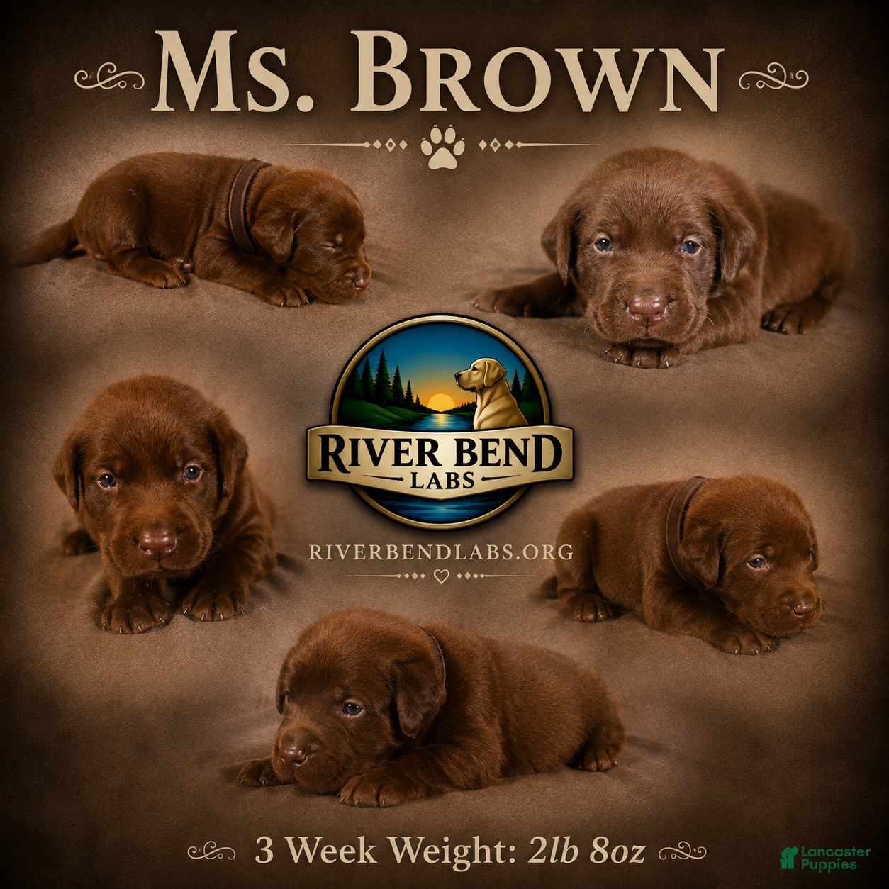 Labrador Retriever dogs Ms. Brown - Ad 1