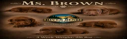 Labrador Retriever dogs for sale: Ms. Brown - Ad 1
