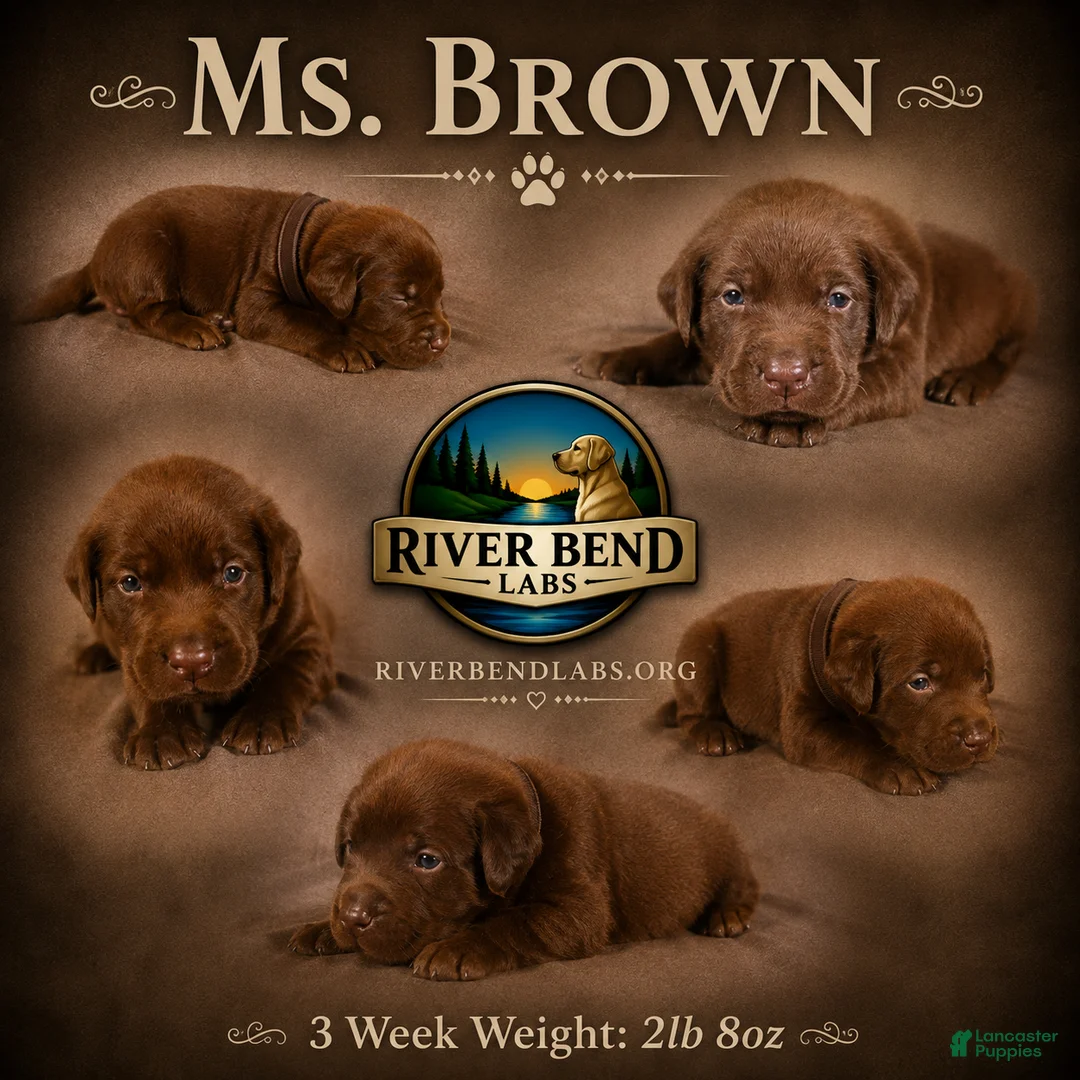 Labrador Retriever dogs for sale: Ms. Brown - Ad 1