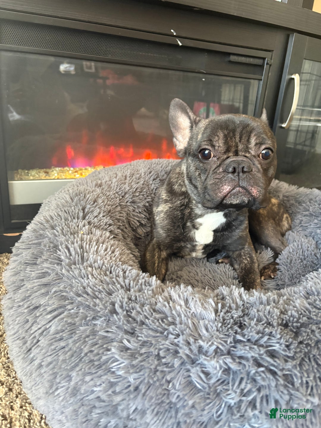 Mixed Breed dogs for sale: King  - Ad 6