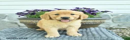 Golden Retriever dogs for sale: Tia  - Ad 4