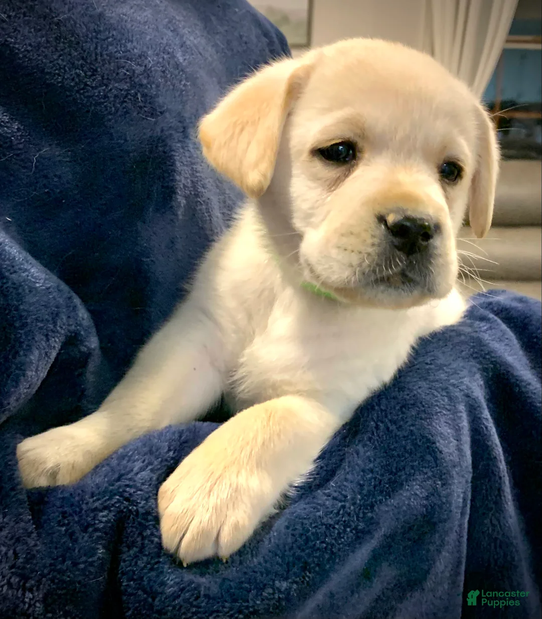 Labrador Retriever dogs for sale: Antler - Ad 3