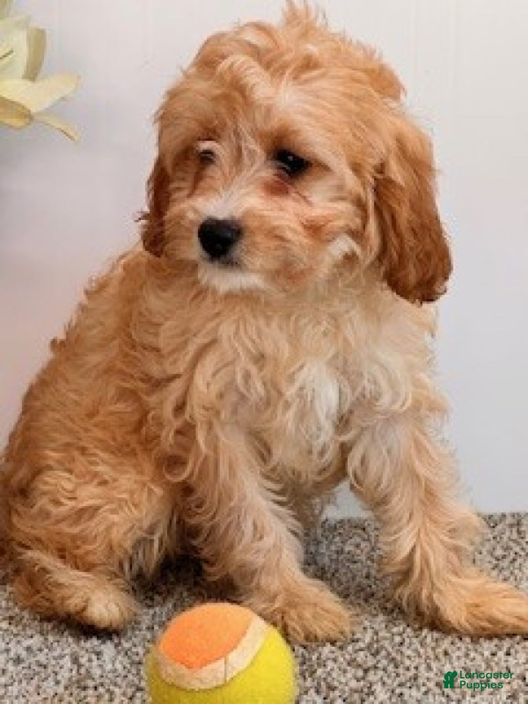 Cavapoo dogs for sale: Amos - Ad 5