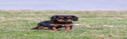 Cavalier King Charles Spaniel dogs for sale: Smartie  - Ad 6