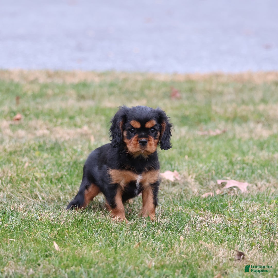 Cavalier King Charles Spaniel dogs for sale: Smartie  - Ad 6