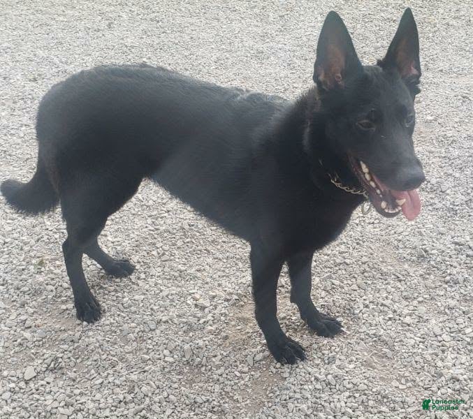 German Shepherd dogs German Shepherd 1 - Ad 1