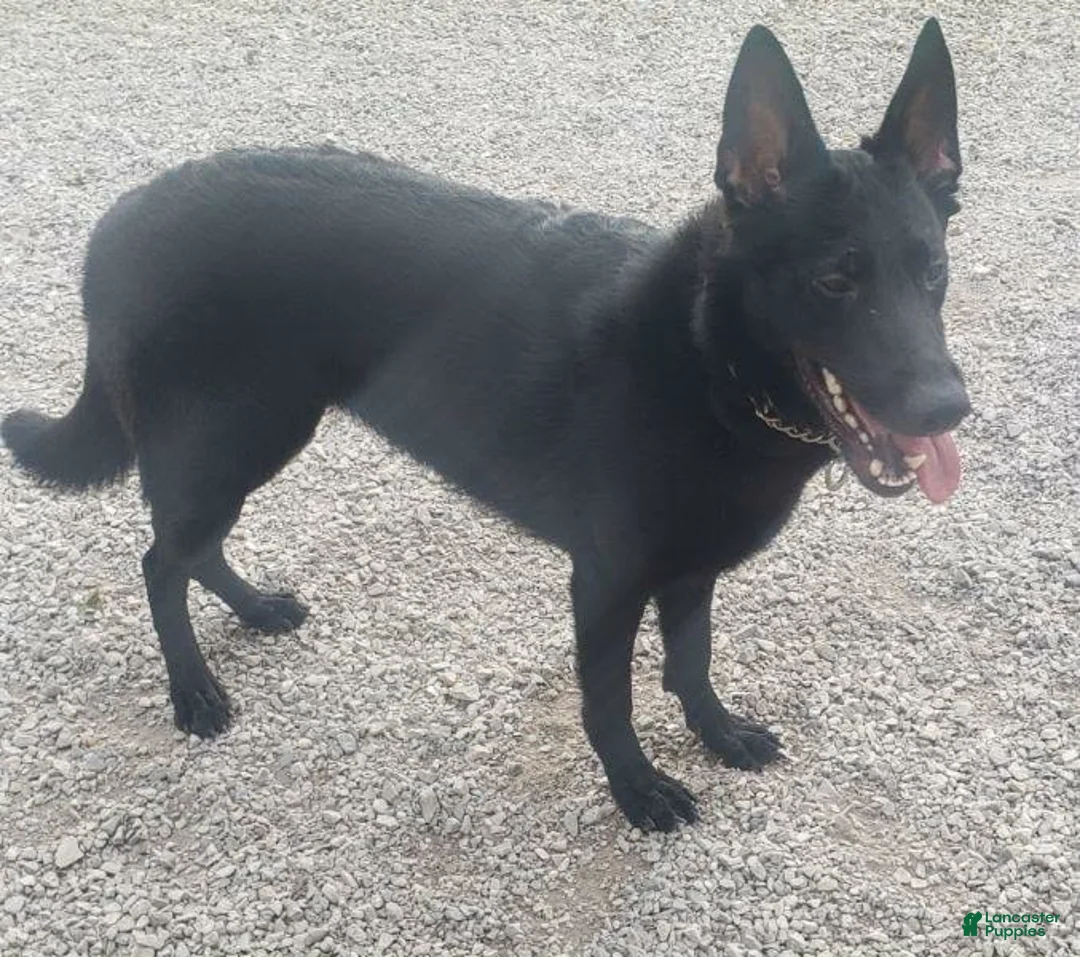 German Shepherd dogs for sale: German Shepherd 1 - Ad 1