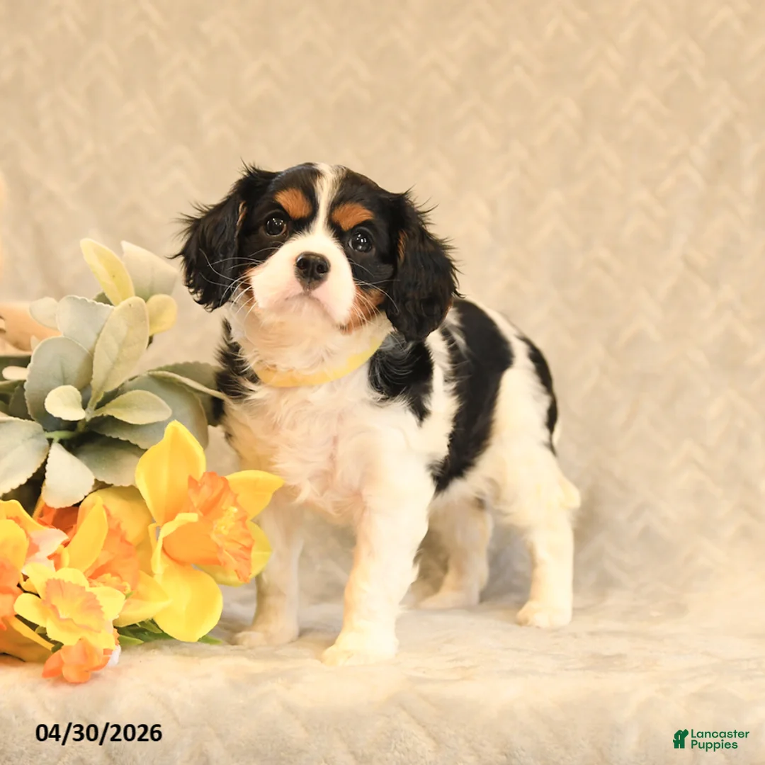 Cavalier King Charles Spaniel dogs for sale: Iris - Ad 2