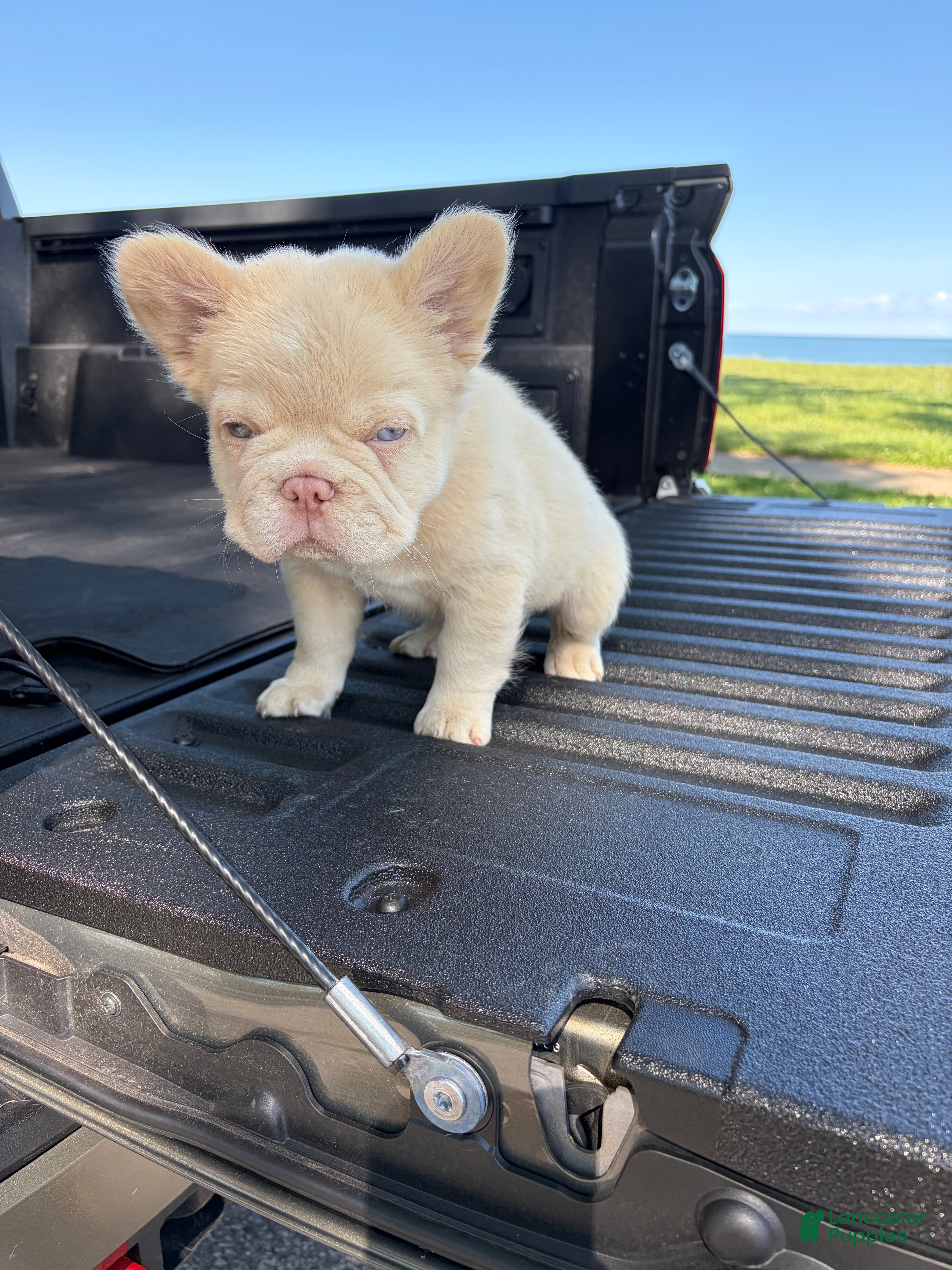 French Bulldog dogs French Bulldog 6 - Ad 2