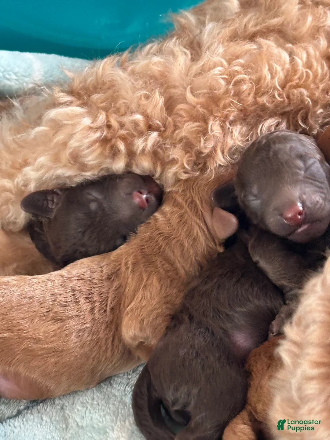 Mini Goldendoodle dogs for sale: Godiva (RESERVED) - Ad 2