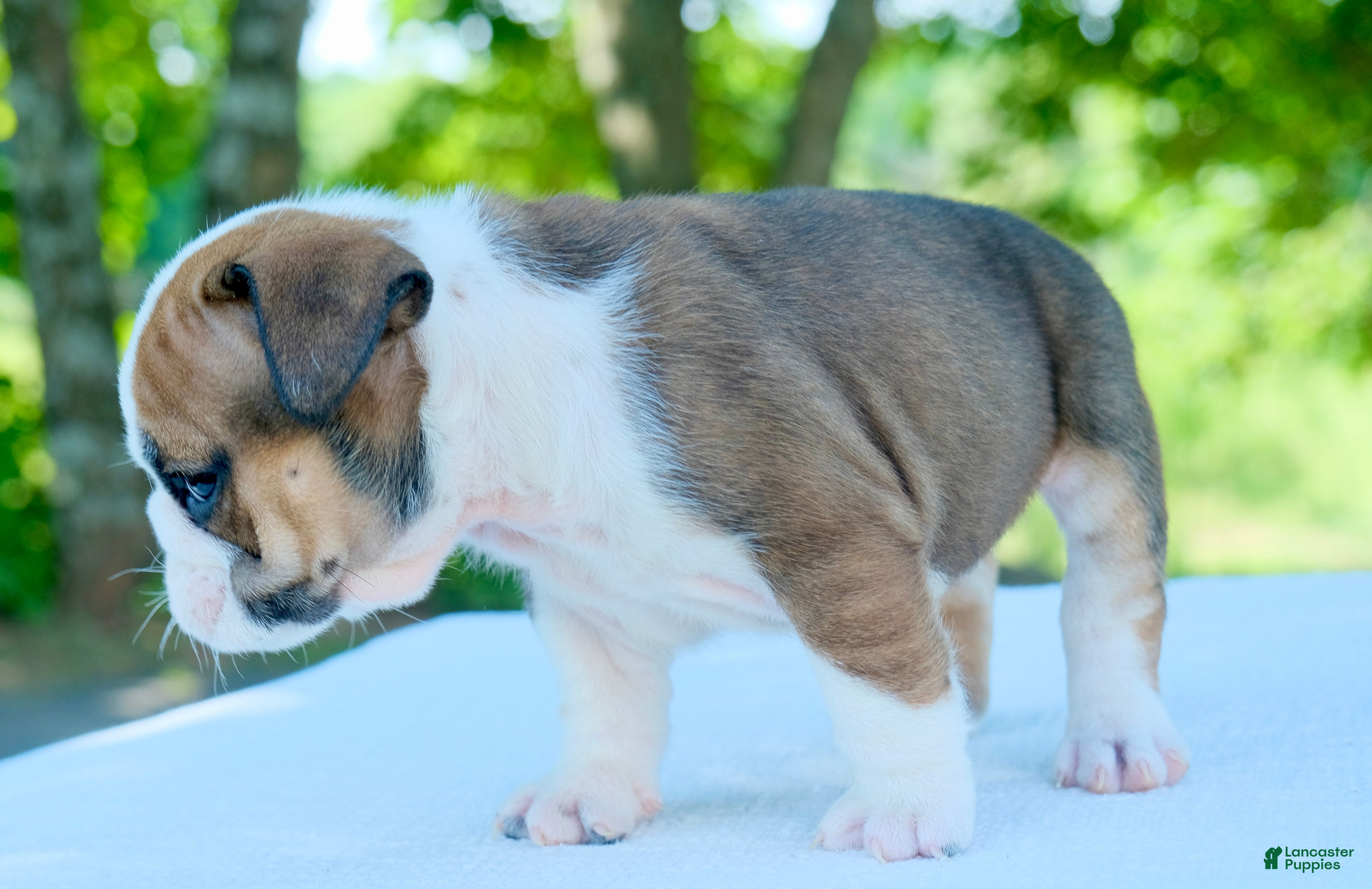 English Bulldog dogs Ellie - Ad 2