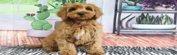 Mini Goldendoodle dogs for sale: Buddy - Ad 3
