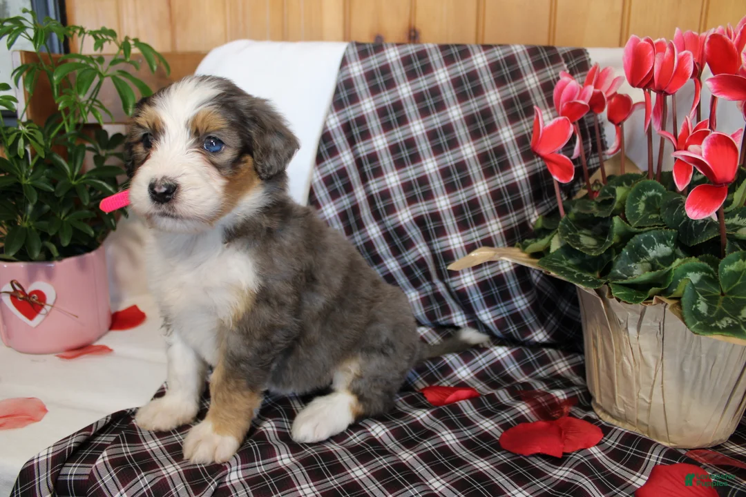 Bernedoodle dogs for sale: Petunia - Ad 4