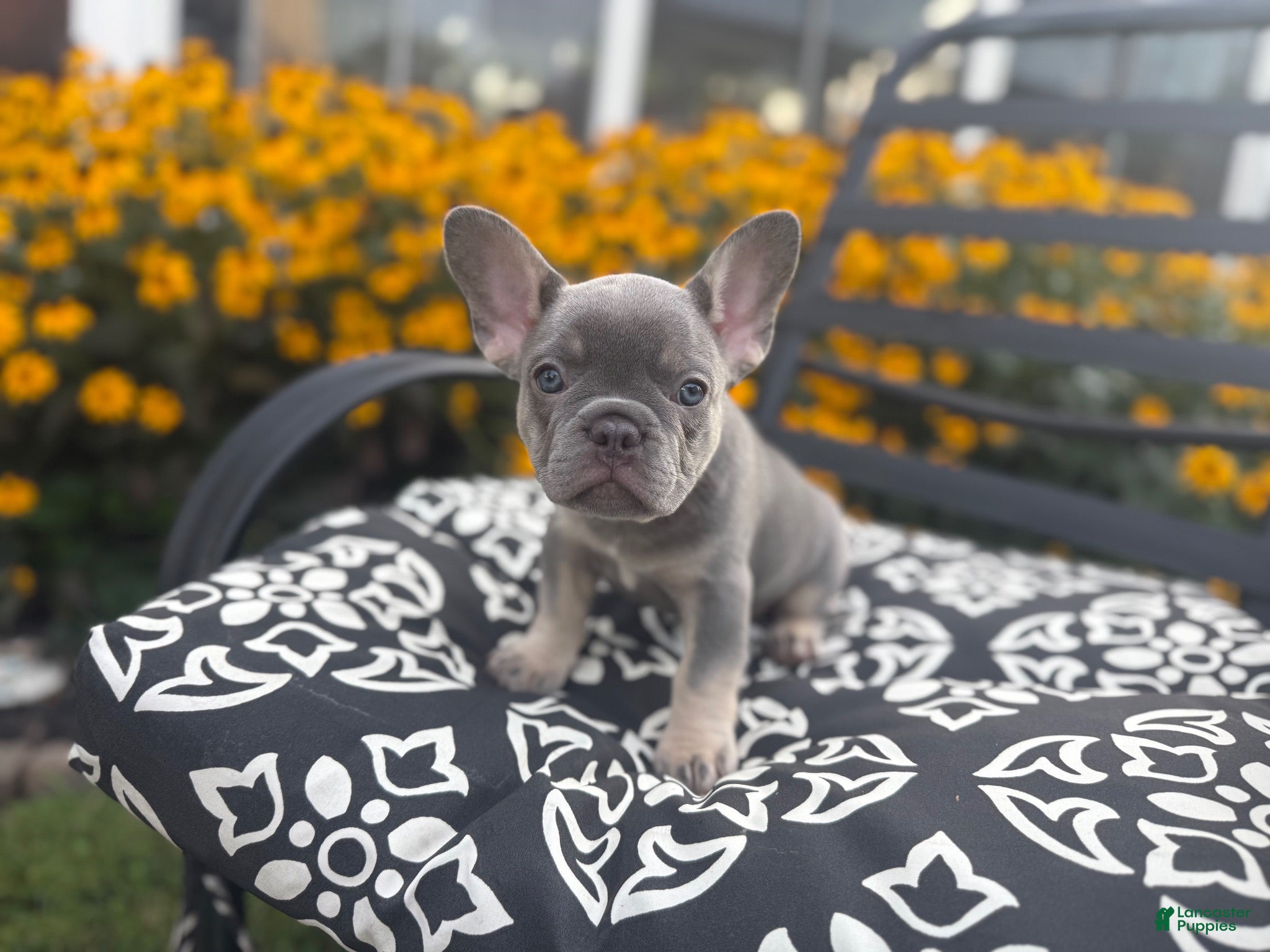 French Bulldog dogs French Bulldog 4 - Ad 1