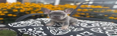 French Bulldog 4