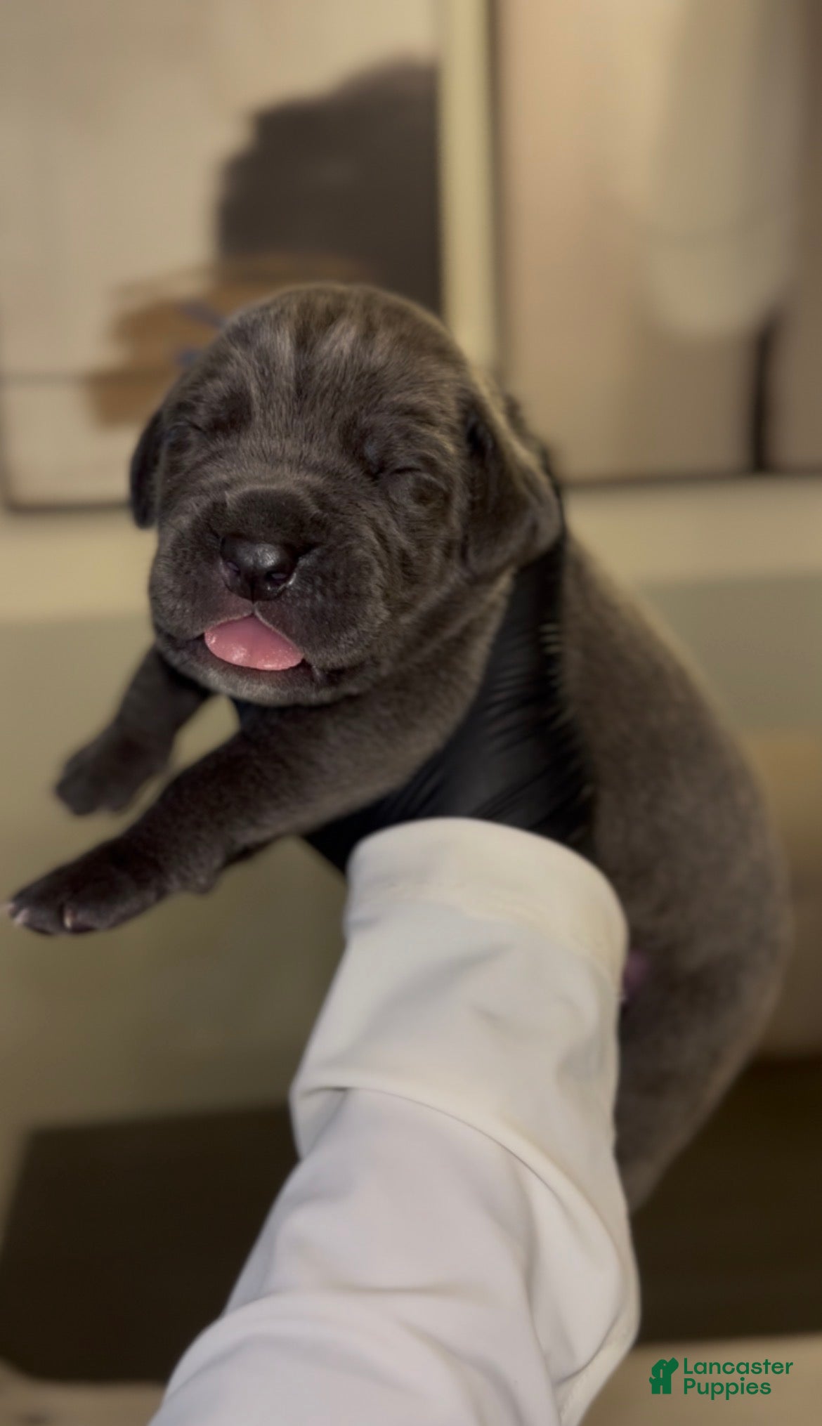 Cane Corso dogs for sale: Luxe - Ad 6