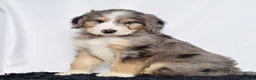 Bernedoodle dogs for sale: Ms. Holly - Ad 5