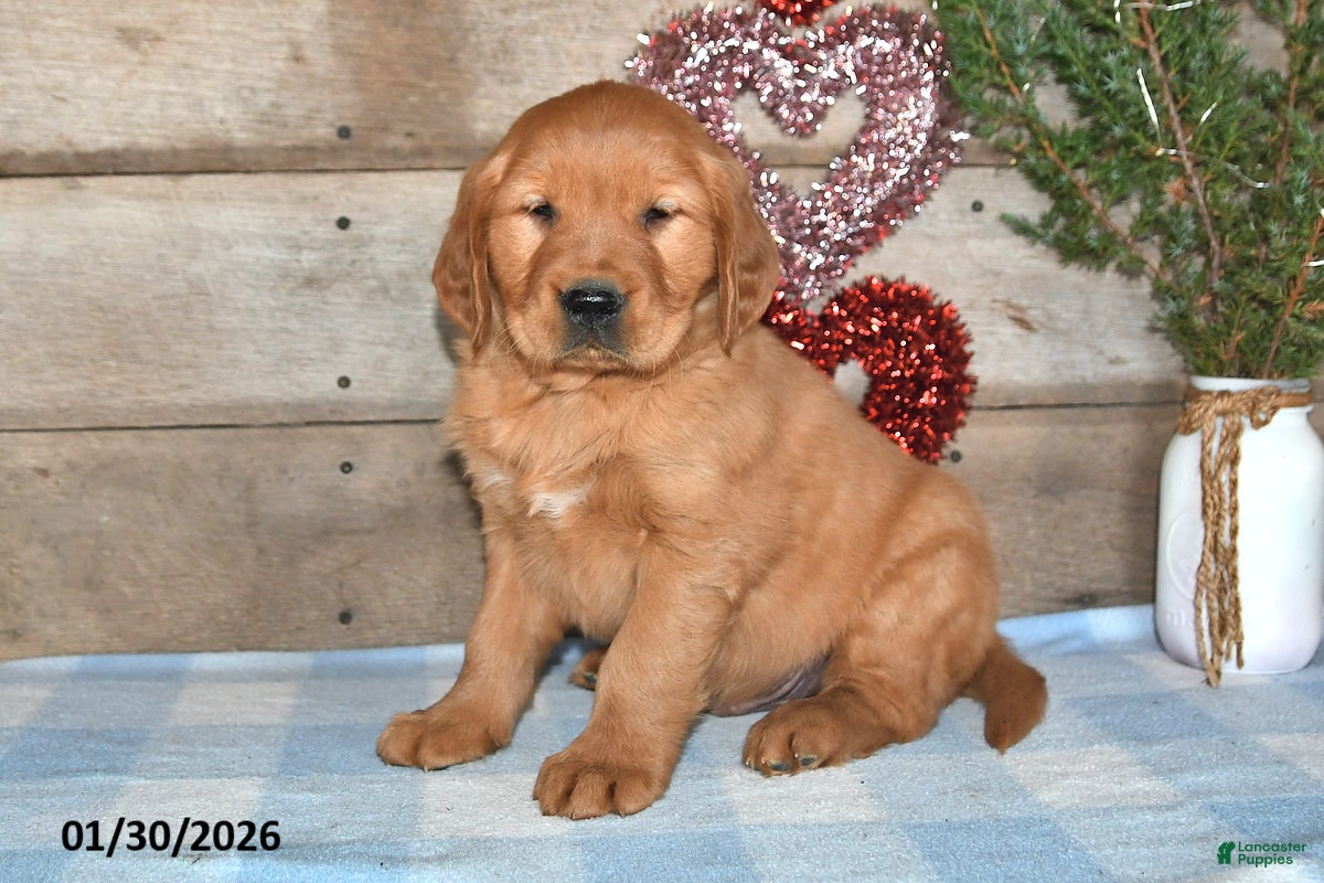 Golden Retriever dogs Ajax - Ad 39