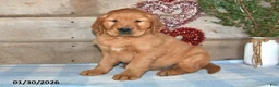 Golden Retriever dogs for sale: Ajax - Ad 1