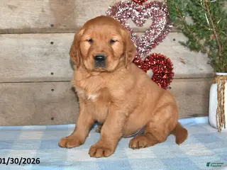 Golden Retriever dogs Ajax - Ad 39