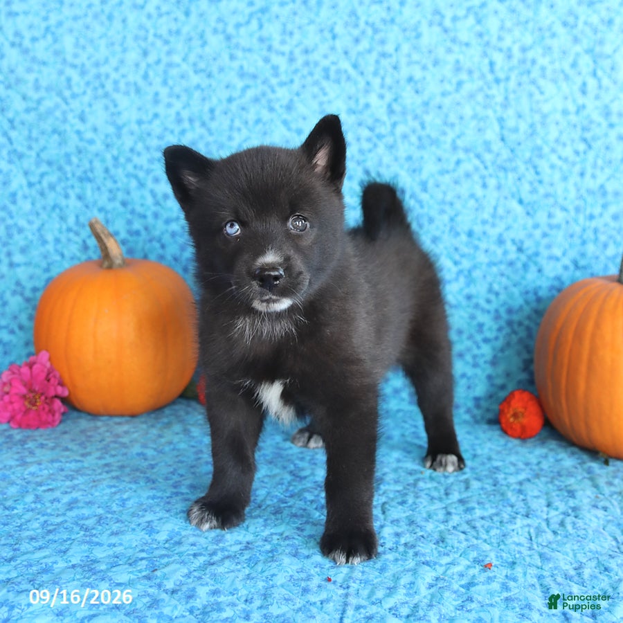 Pomsky dogs Tilly - Ad 2