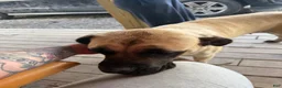 English Mastiff dogs for sale: English Mastiff Puppy 5 - Ad 3