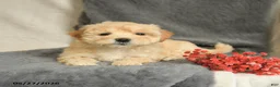 Maltipoo dogs for sale: Wendy - Ad 3