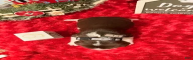 Silver collar
