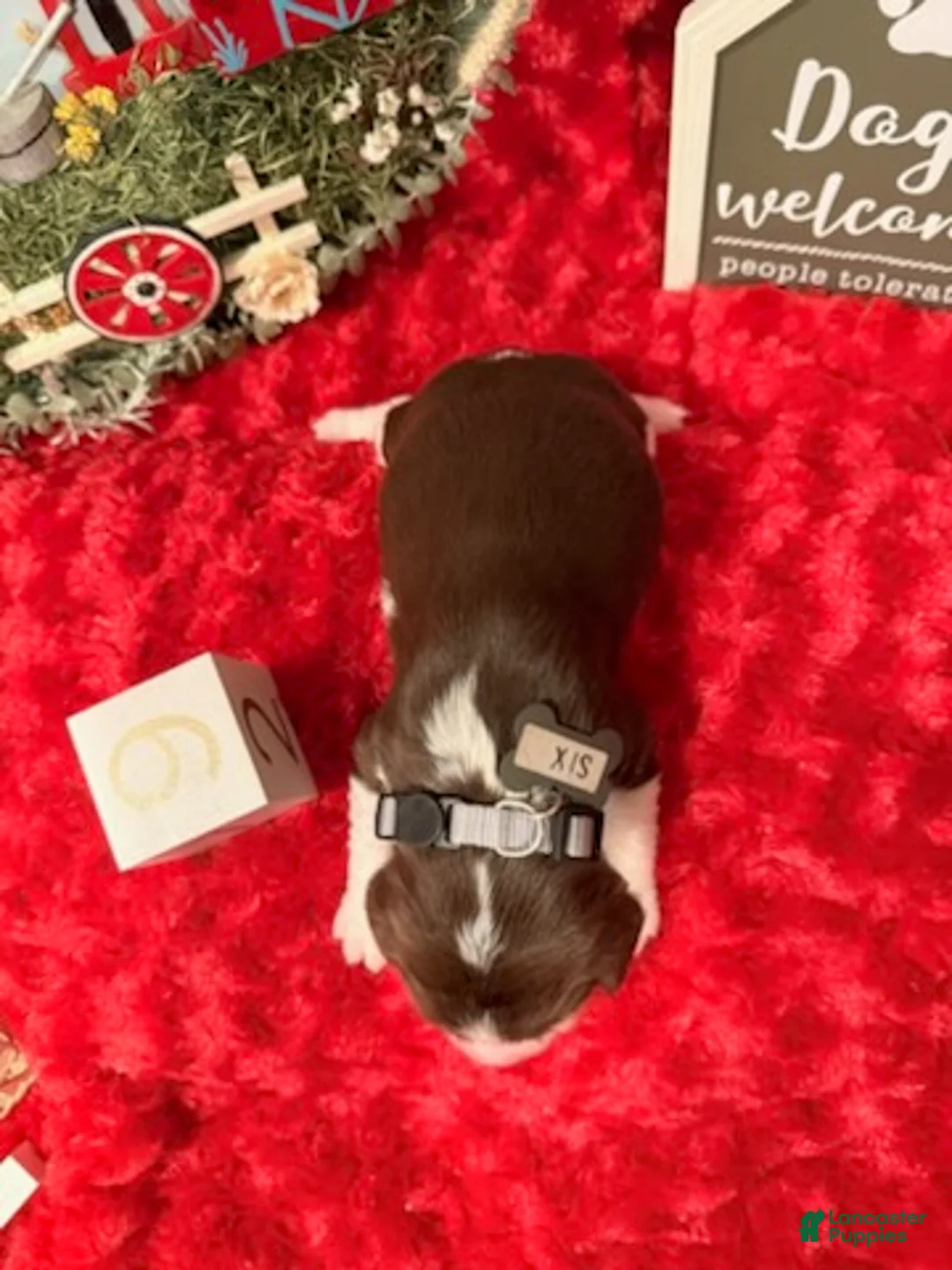 English Springer Spaniel dogs for sale: Silver collar - Ad 1