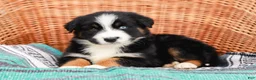 Australian Shepherd dogs for sale: Sandra - Ad 6