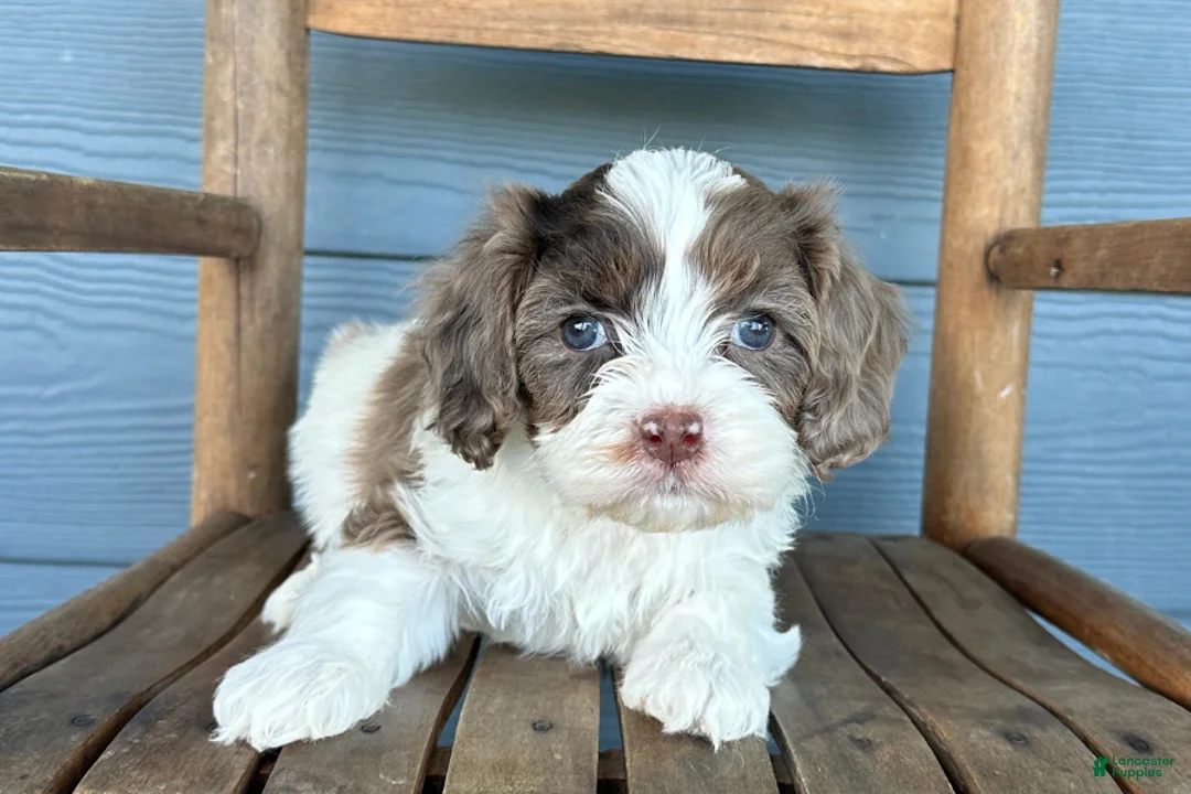 Cavapoo dogs for sale: Gnocchi - Ad 2