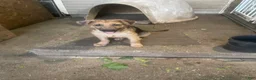 German Shepherd dogs for sale: Frack - Ad 3